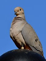 Dove.jpg