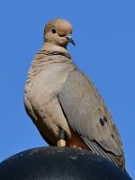 Dove2.jpg