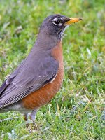 Robin3.jpg