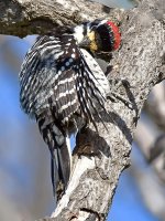 Woodpecker6.jpg