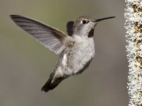 Hummer21.jpg