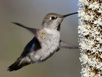 Hummer23.jpg