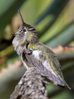 Hummer33.jpg