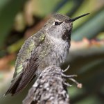 Hummer36.jpg