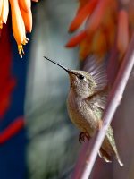 Hummer46.jpg