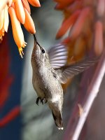 Hummer48.jpg