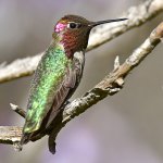 Hummer50.jpg