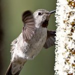 Hummer32.jpg