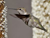 Hummer42.jpg