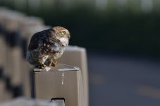 ROY_1132.JPG