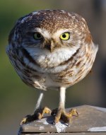ROY_1149.JPG