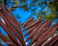 3-28-17 DFB Arbor -1-2.jpg