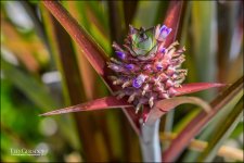 3-28-17 DFB Arbor -1-7.jpg
