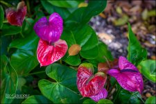 3-28-17 DFB Arbor -1-11.jpg