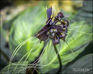 3-28-17 DFB Arbor -1-14.jpg