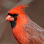 Male-Cardinal.jpg