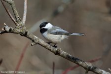 Chickadee_1.jpg