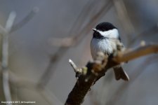 Chickadee_2.jpg