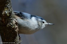 Nuthatch_01.jpg