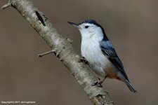 Nuthatch_02.jpg