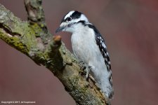 Woodpecker_1.jpg