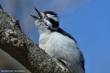 Woodpecker_2.jpg