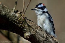 Woodpecker_3.jpg