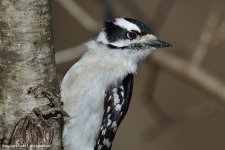 Woodpecker_6.jpg