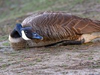 Goose.jpg