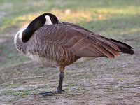 Goose2.jpg