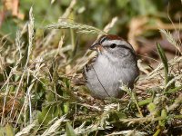 ChippingSparrow4.jpg