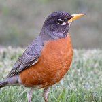 Robin4.jpg