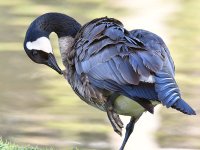 Goose4.jpg