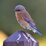 Bluebird2.jpg