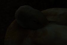 ROY_1212.JPG