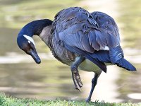 Goose5.jpg