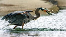 IMG_0497.JPG