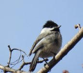 DSCN1807-1.jpg