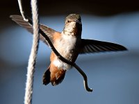 Hummer2.jpg