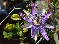 Passiflora5.jpg