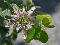 Passiflora2.jpg