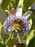 Passiflora4.jpg