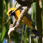 Oriole2.jpg