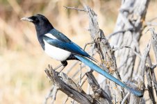 Magpie-206.jpg