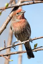 HouseFinch-242.jpg
