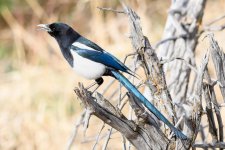 Magpie-205.jpg