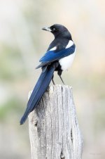 Magpie-207.jpg