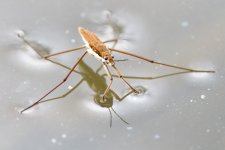Waterbug-200.jpg