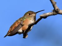 Hummer.jpg