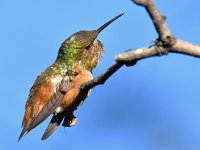 Hummer8.jpg